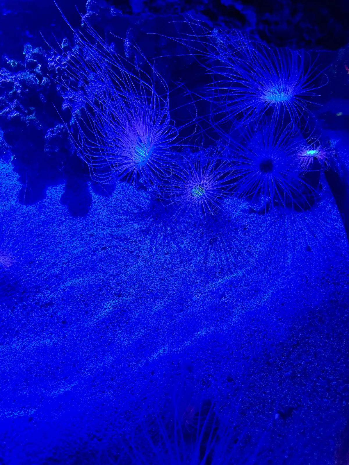 John G. Shedd Aquarium