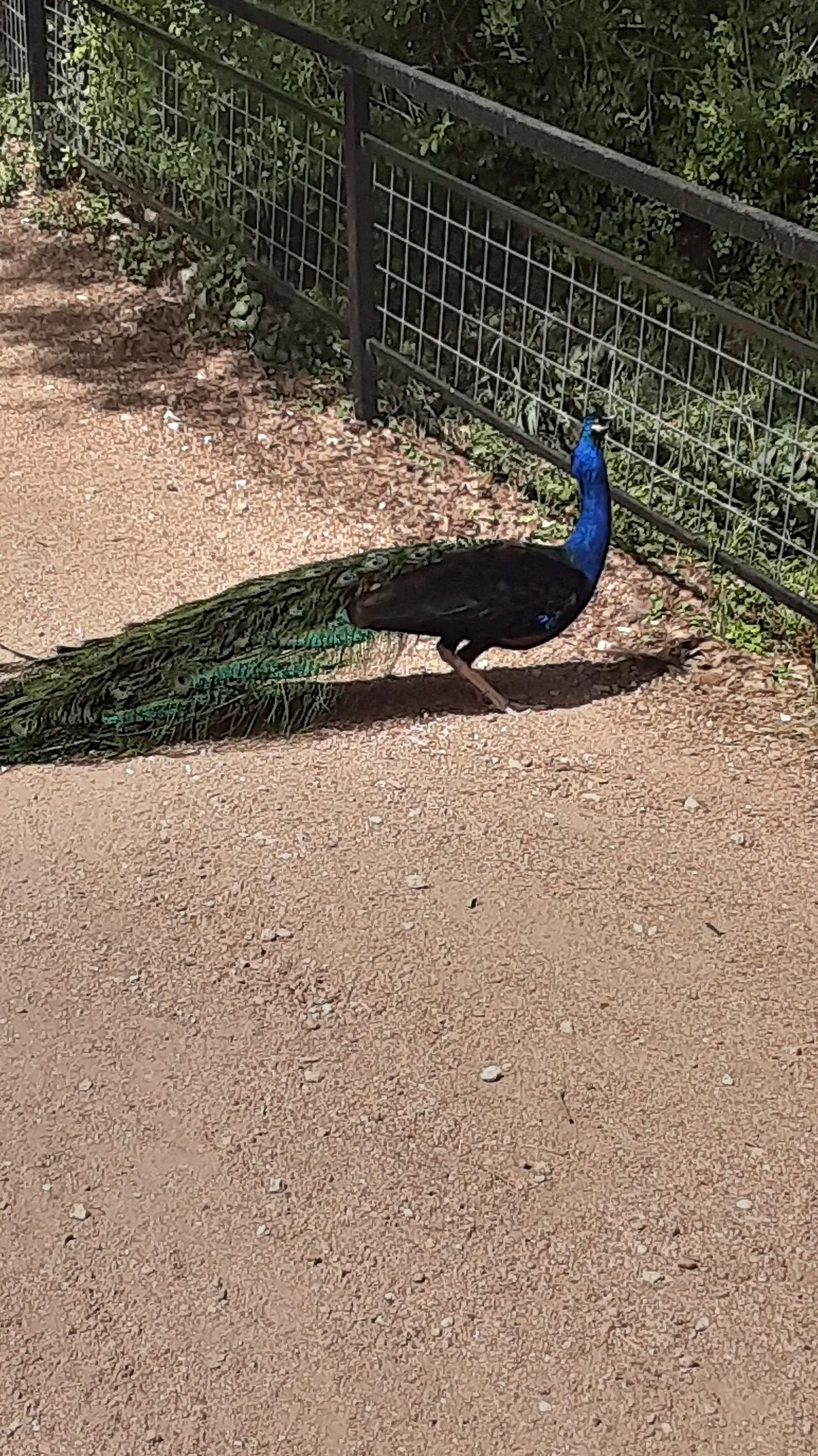 Austin Zoo