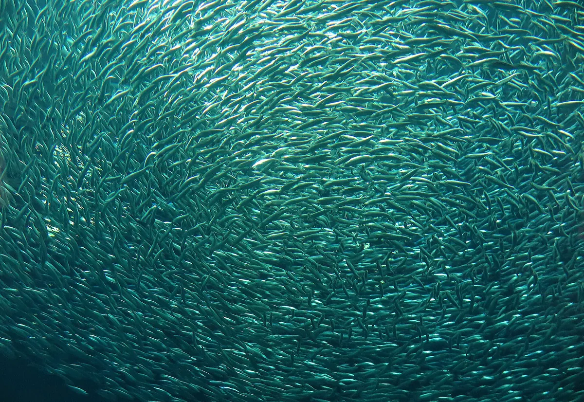 Monterey Bay Aquarium