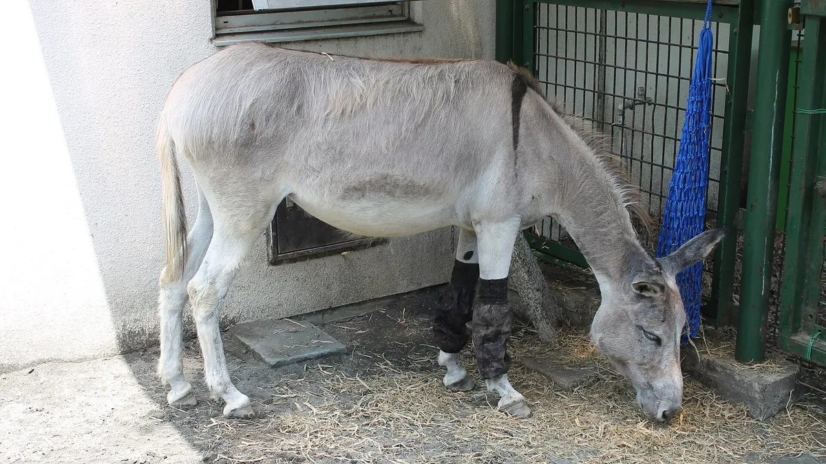 Hamura Zoo