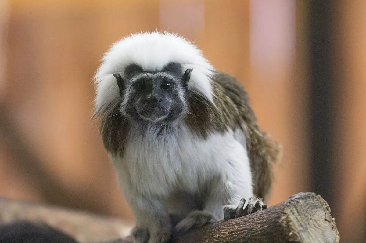 Parc animalier d'Auvergne