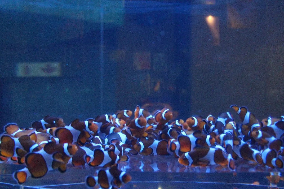 Two Oceans Aquarium