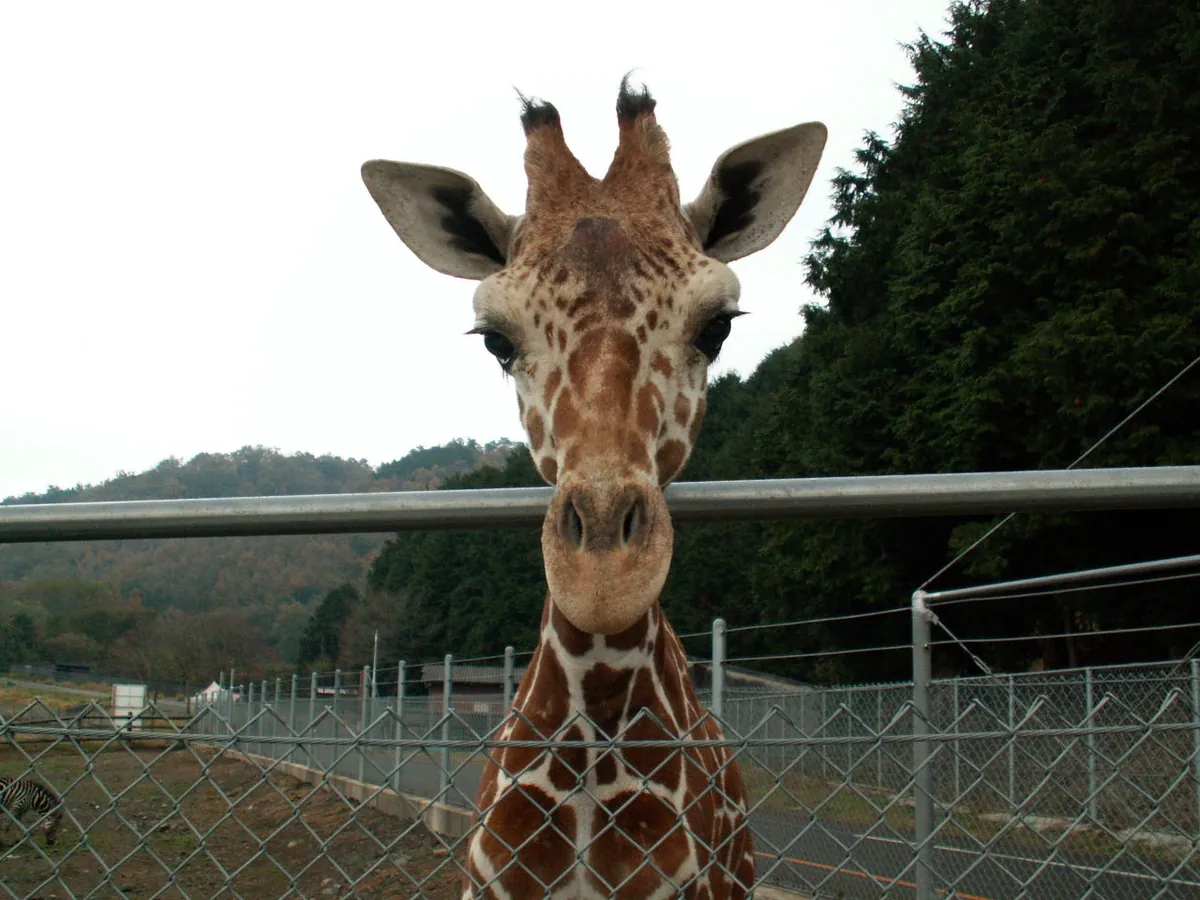 Akiyoshidai Safari Land