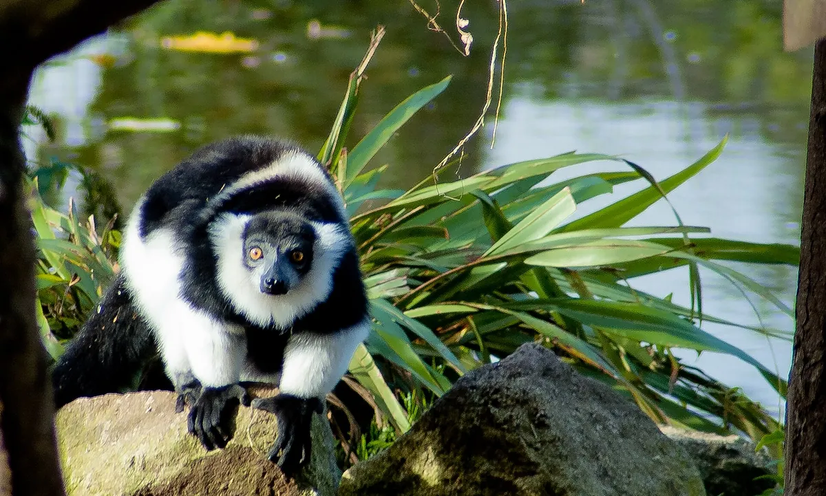 Newquay Zoo