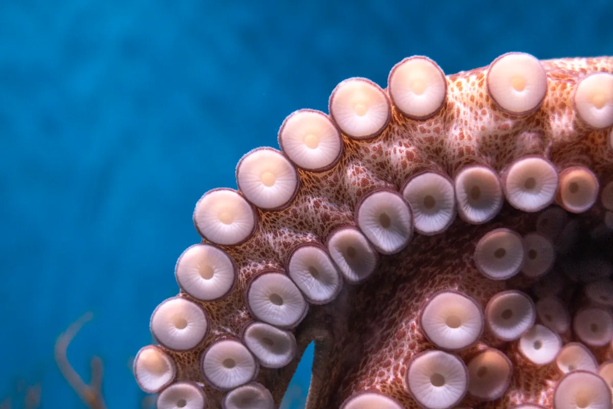 Aquarium of the Pacific