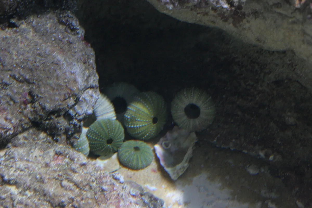 Planet Ocean Montpellier