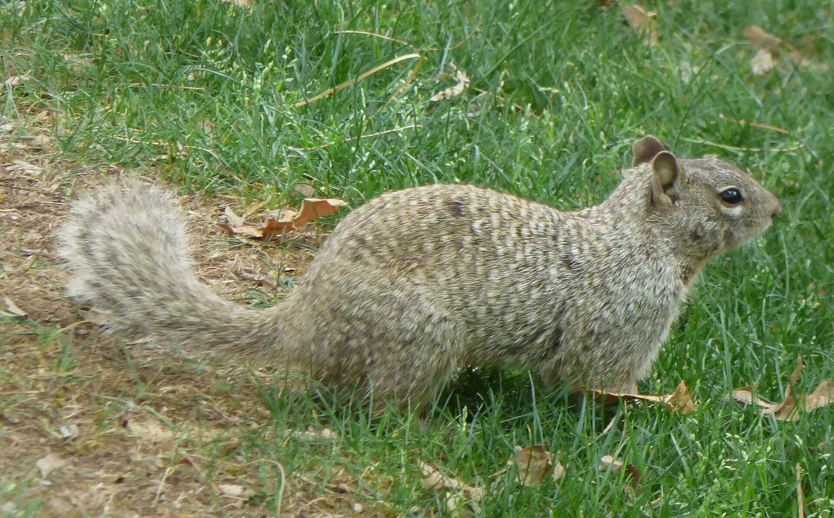 Reid Park Zoo