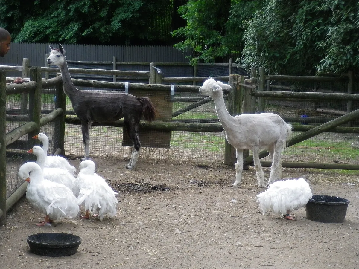 Prospect Park Zoo