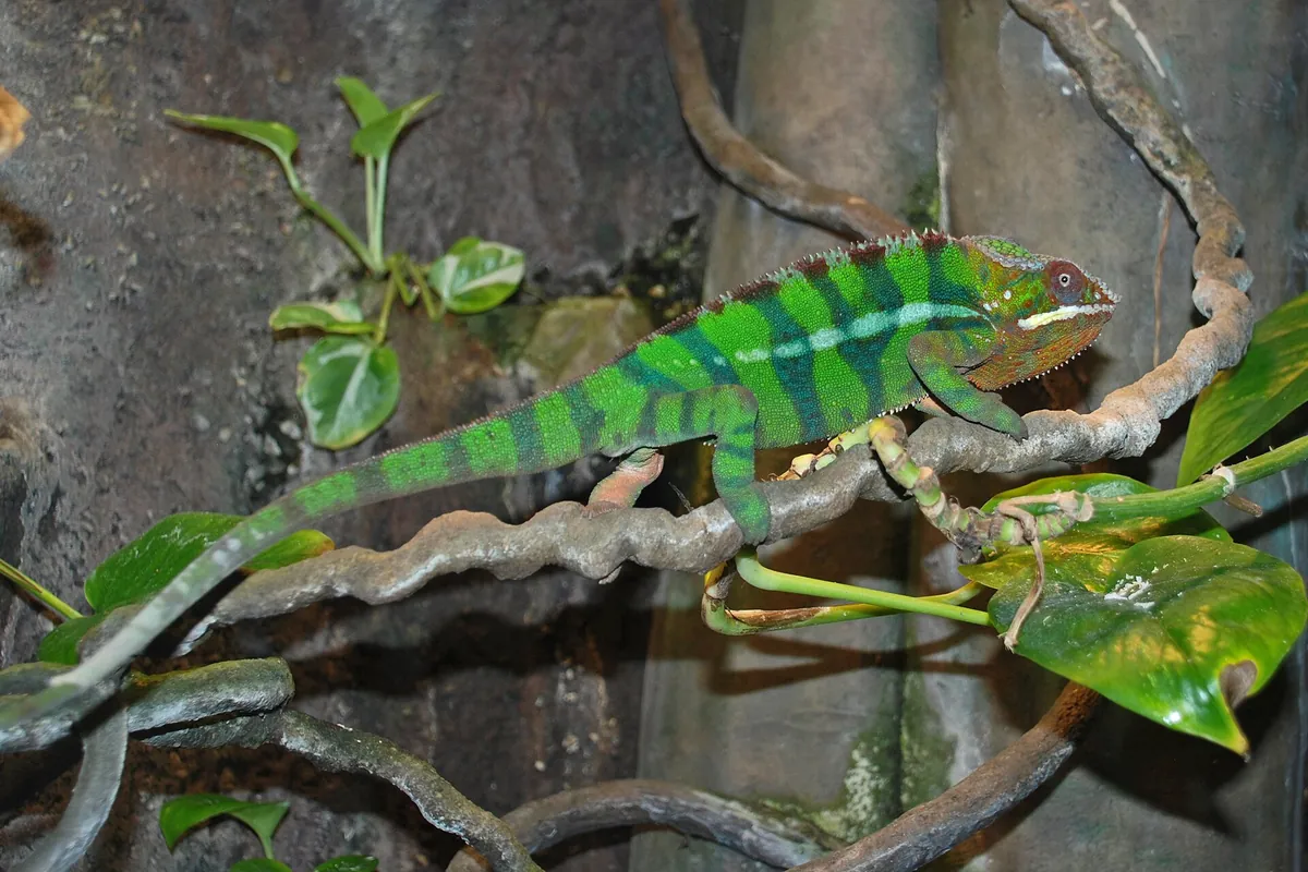 Bermuda Aquarium, Museum and Zoo