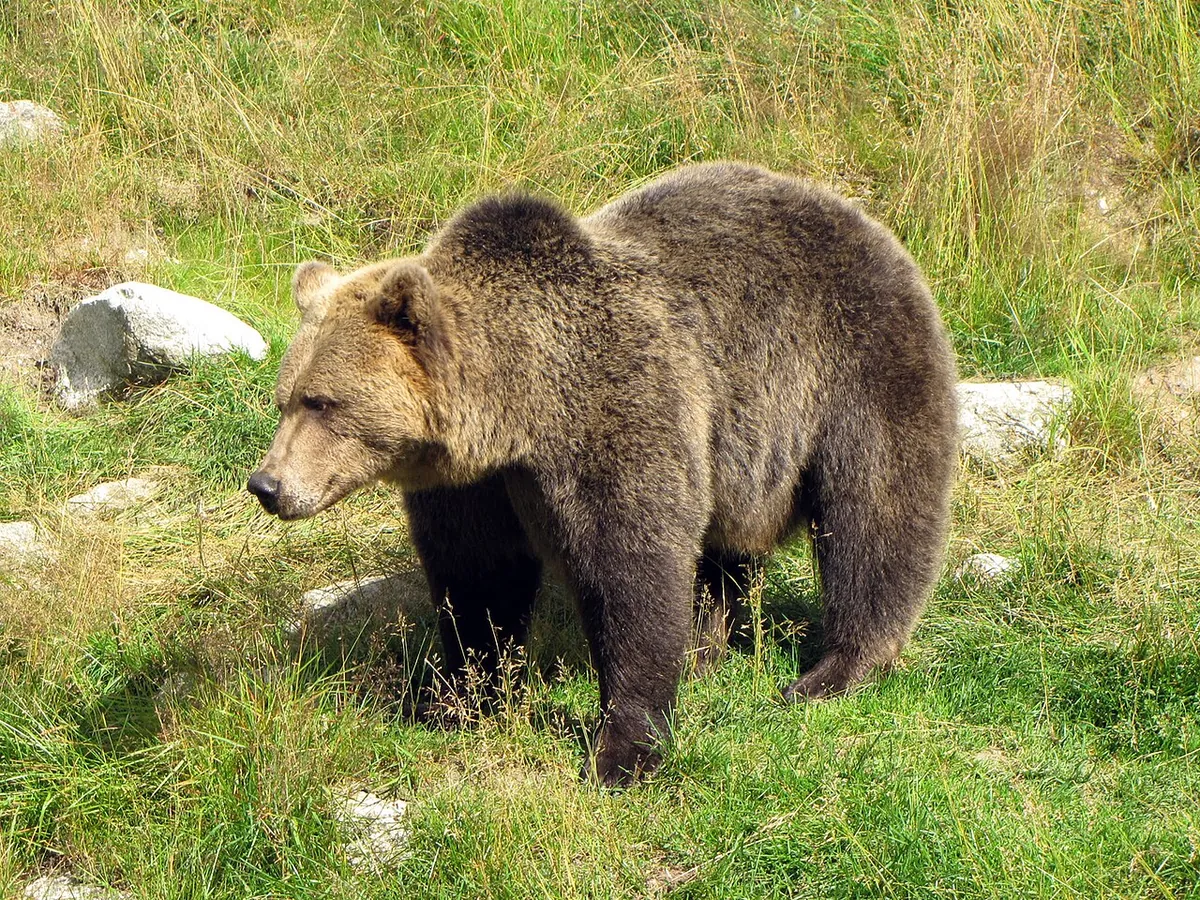 Junsele Zoo