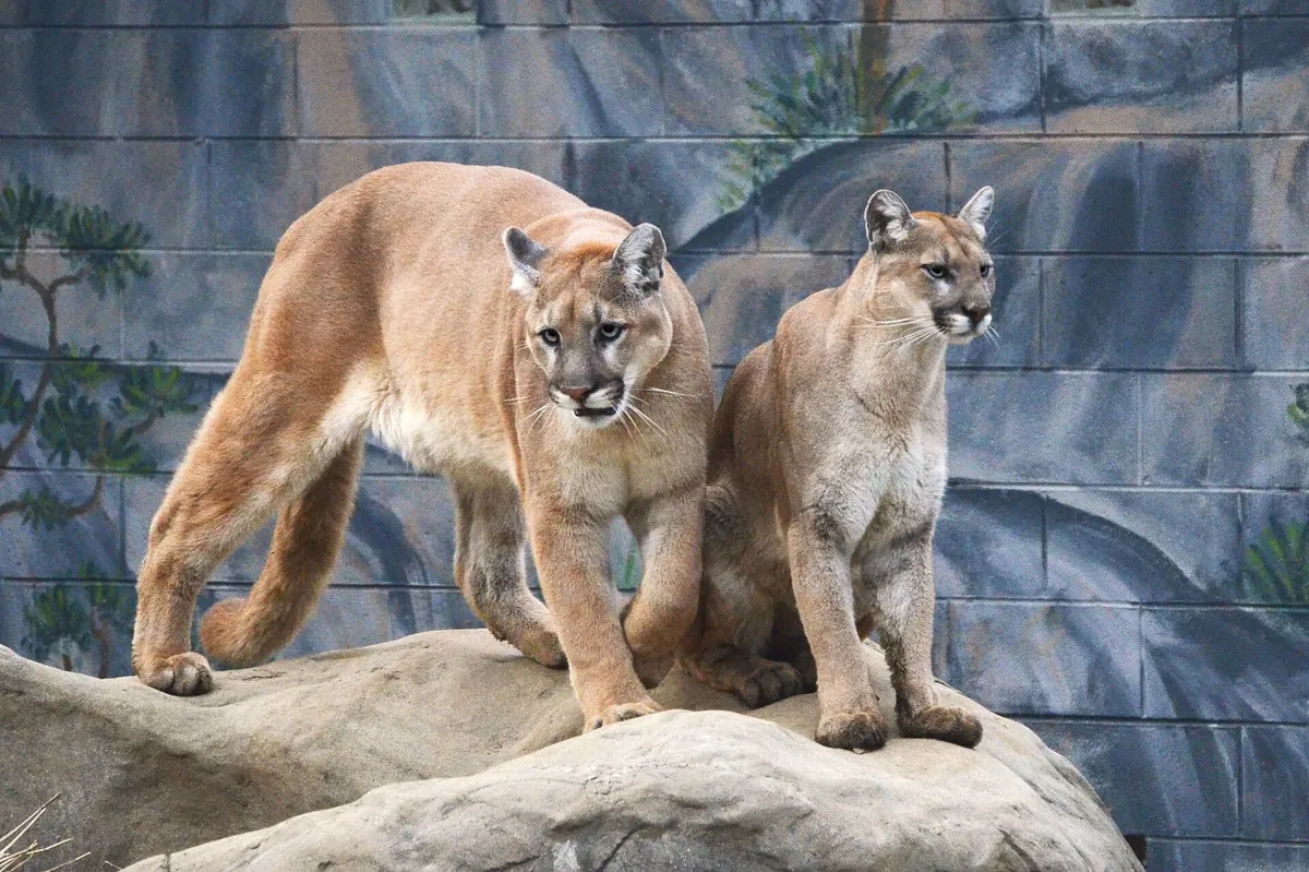 Chattanooga Zoo at Warner Park