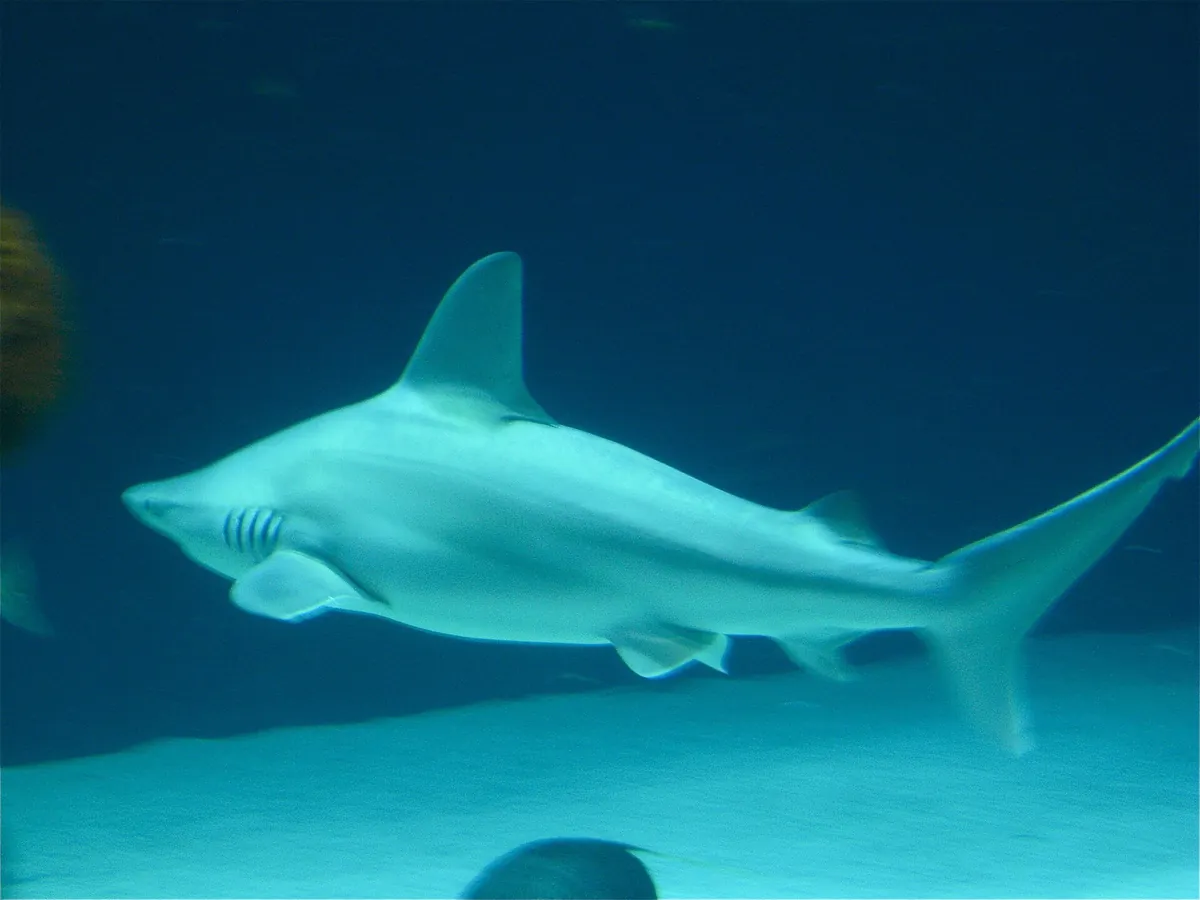 Albuquerque Aquarium