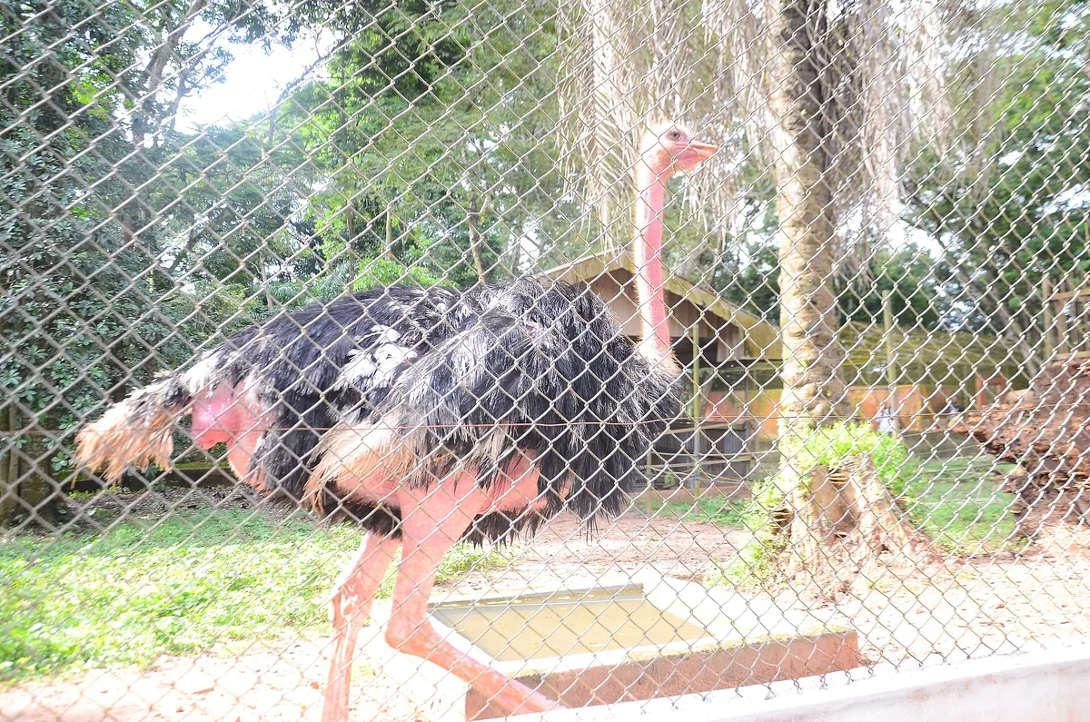 Ogba Zoo & Nature Park