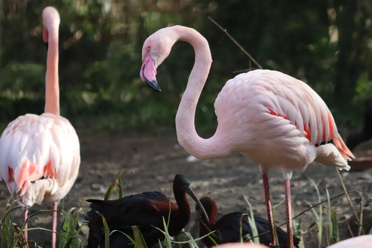 Zooparc de Trégomeur