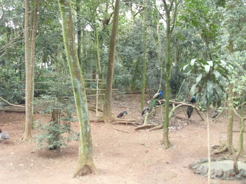Zoo Safari