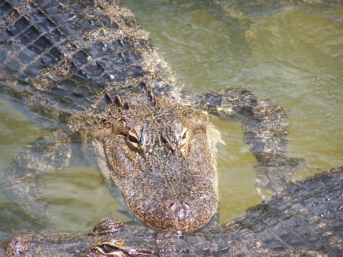 Gulf Breeze Zoo