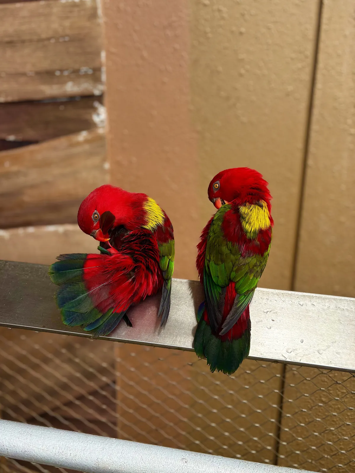 Bird Paradise