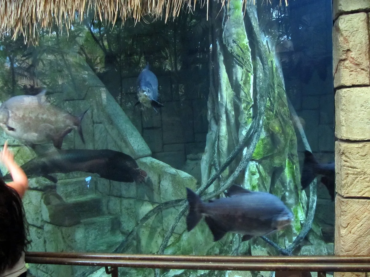 Shark Reef Aquarium at Mandalay Bay