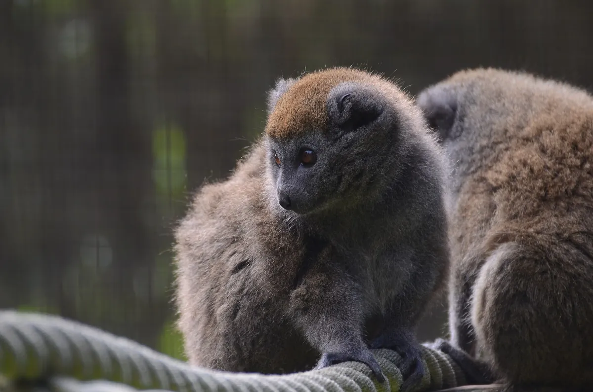 Cleres Zoological Park