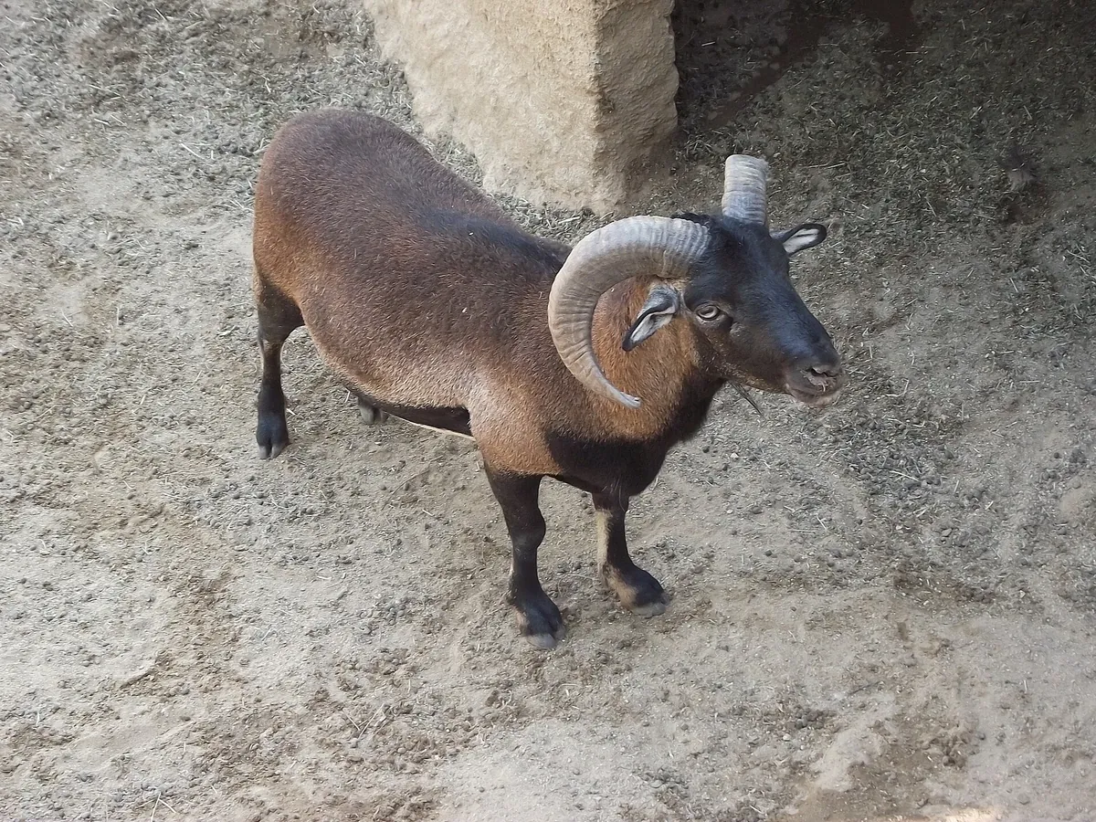Zoológico de Quilpué