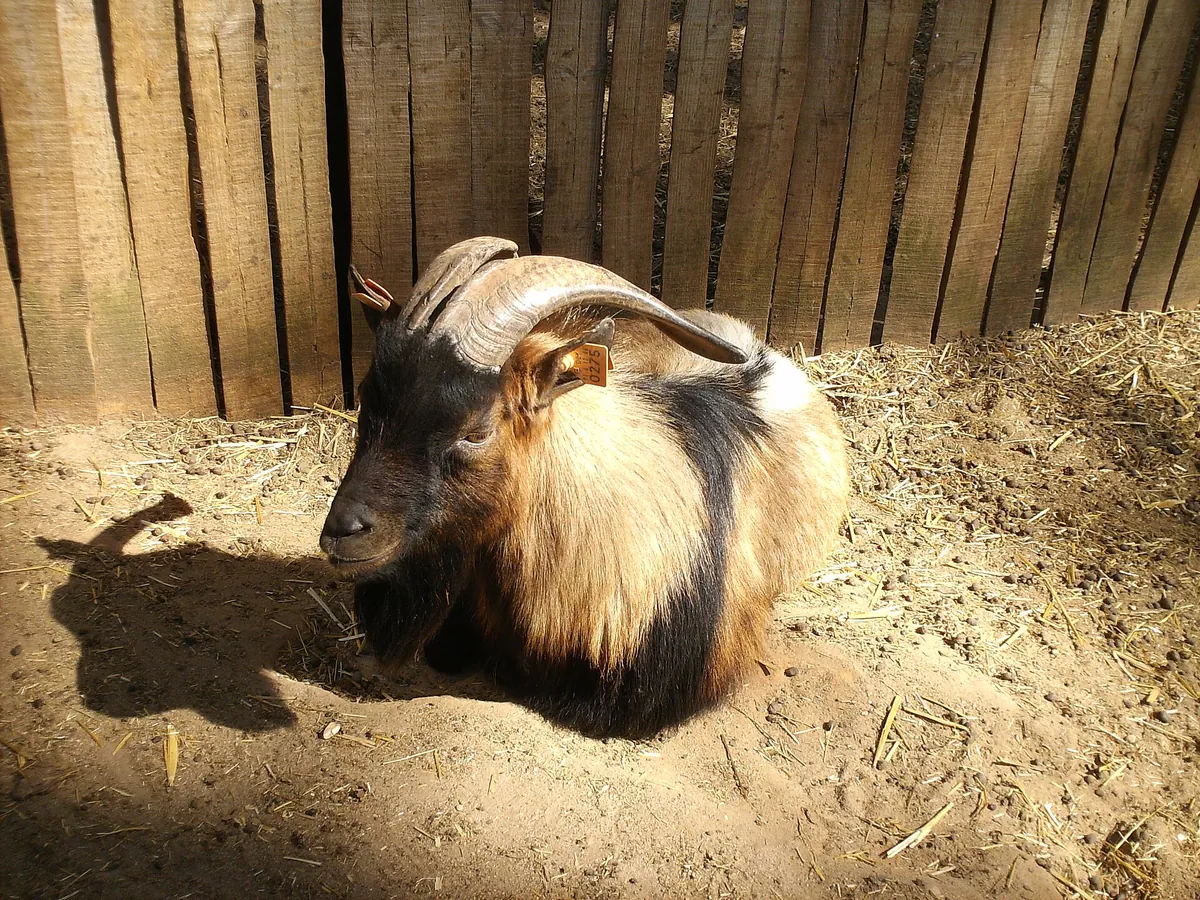 Badoca Safari Park
