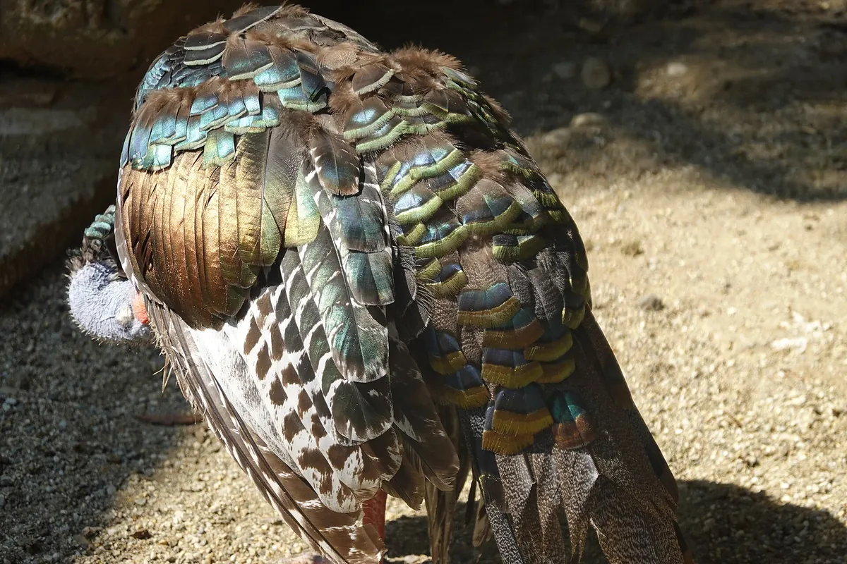 Vogelpark Turnersee