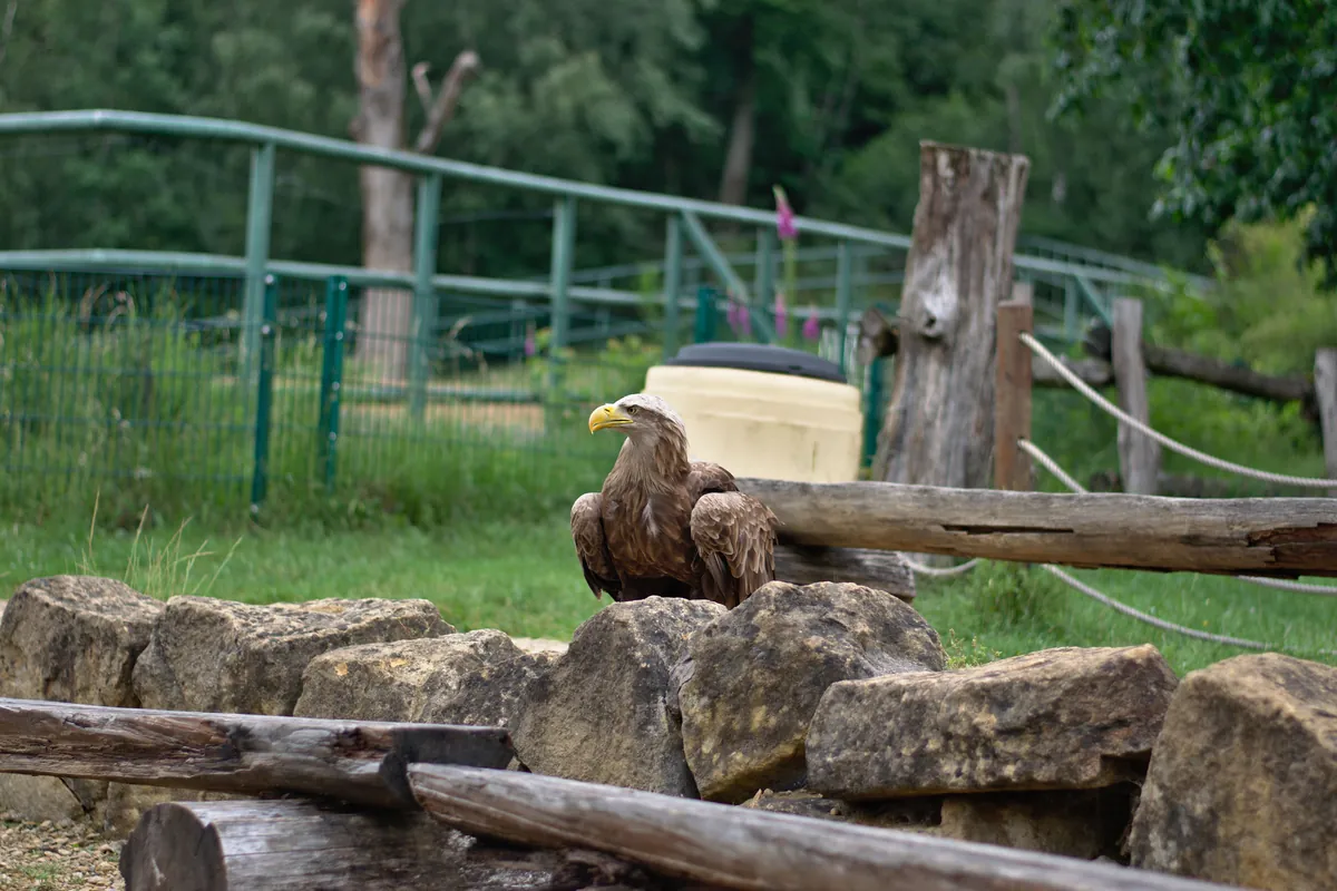 Zoofalknerei Neunkirchen