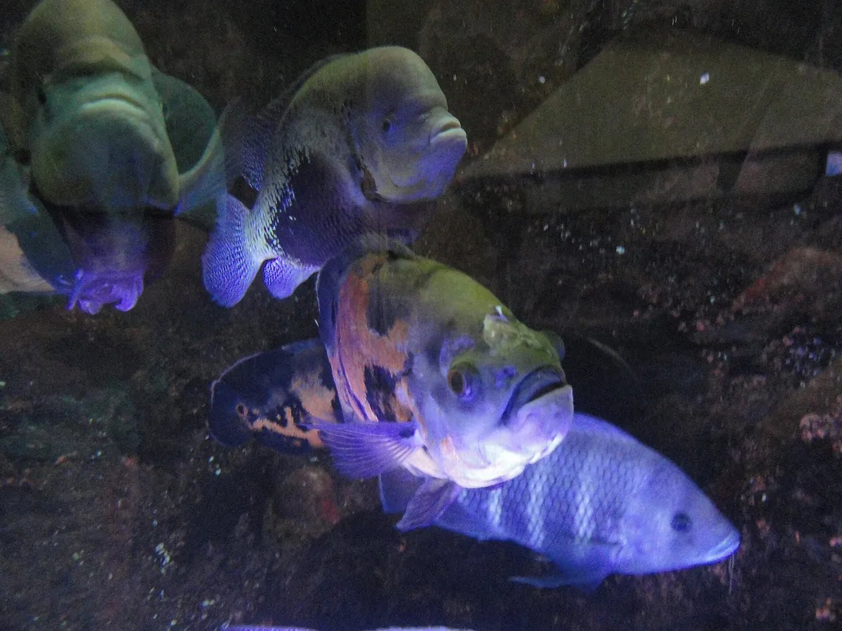 Aquarium du Limousin