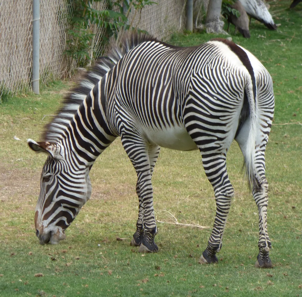 Reid Park Zoo