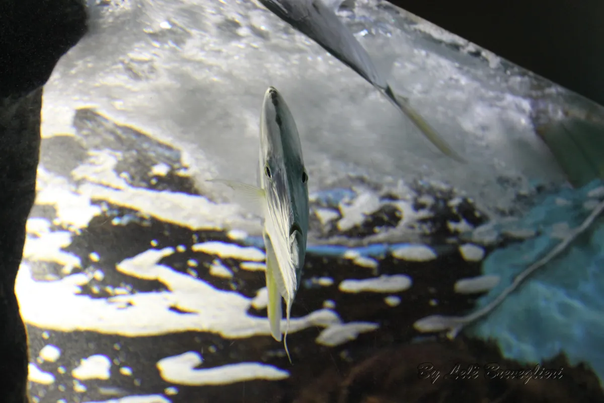 Acqua Mundo