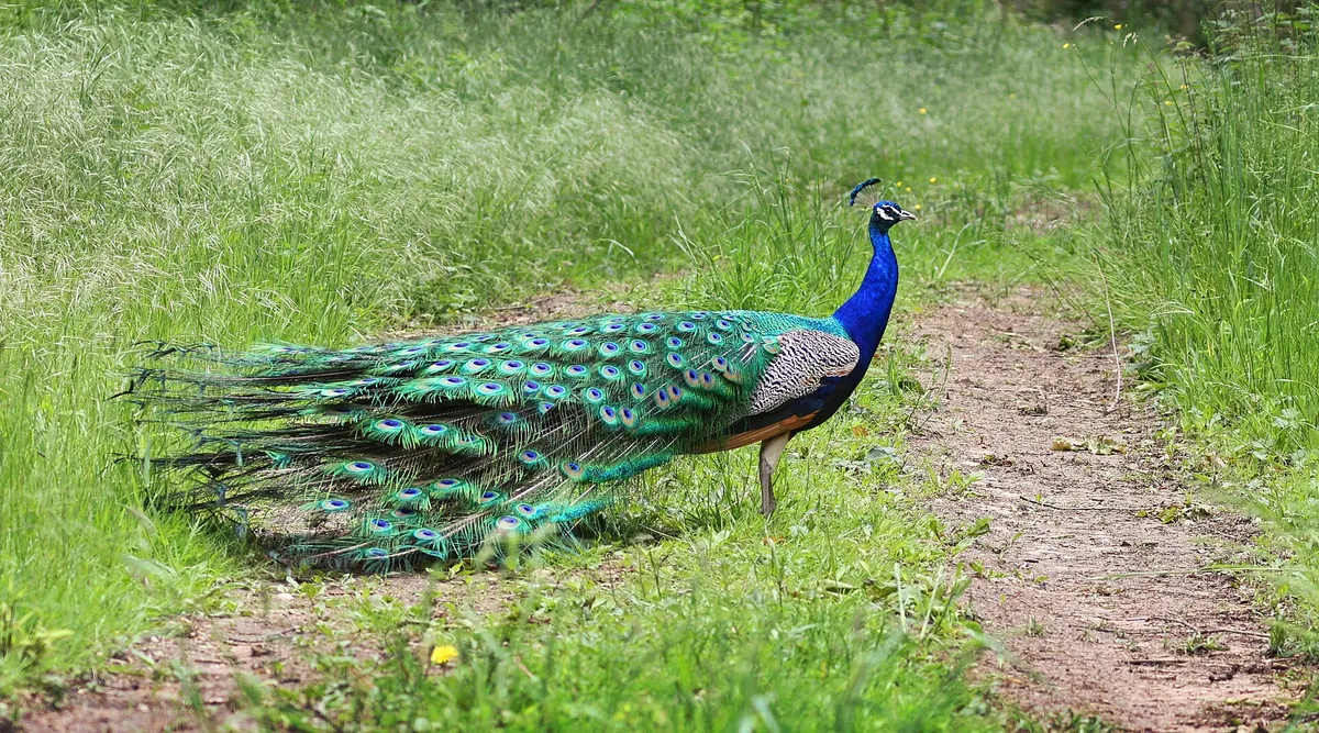 Domaine zoologique de Pescheray