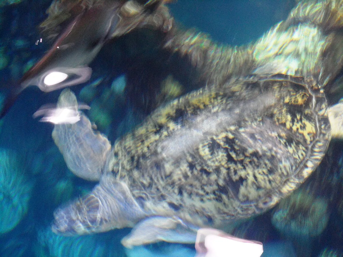 New England Aquarium