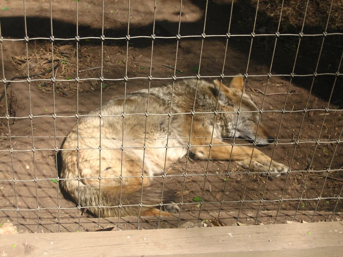Amarillo Zoo