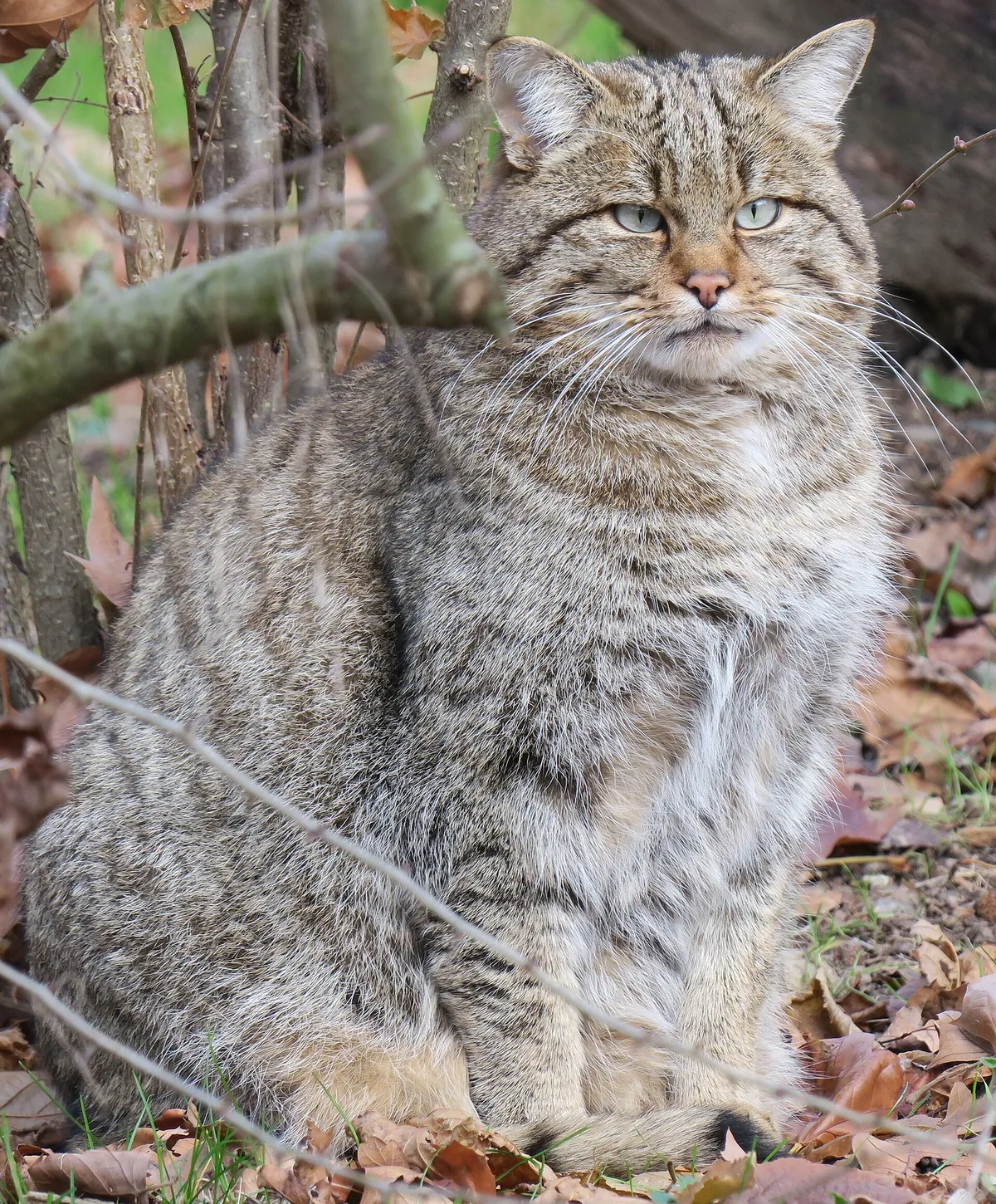 Tierpark Lange Erlen