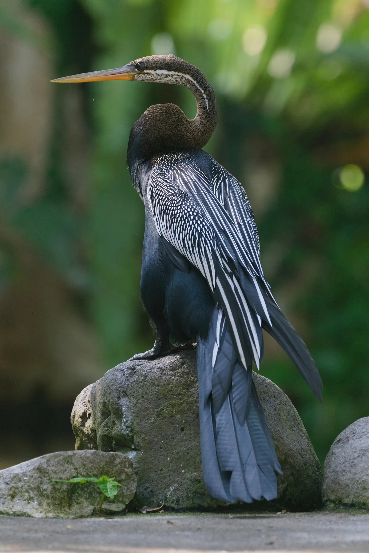 Bali Bird Park