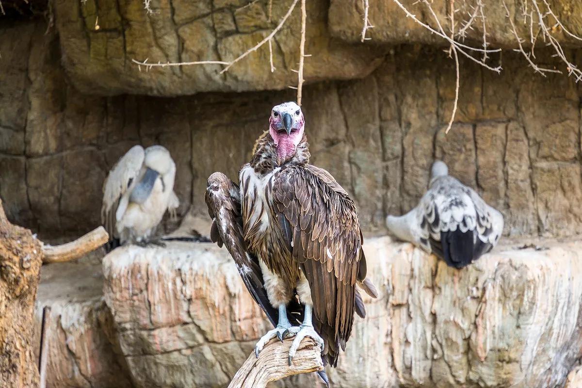 Cango Wildlife