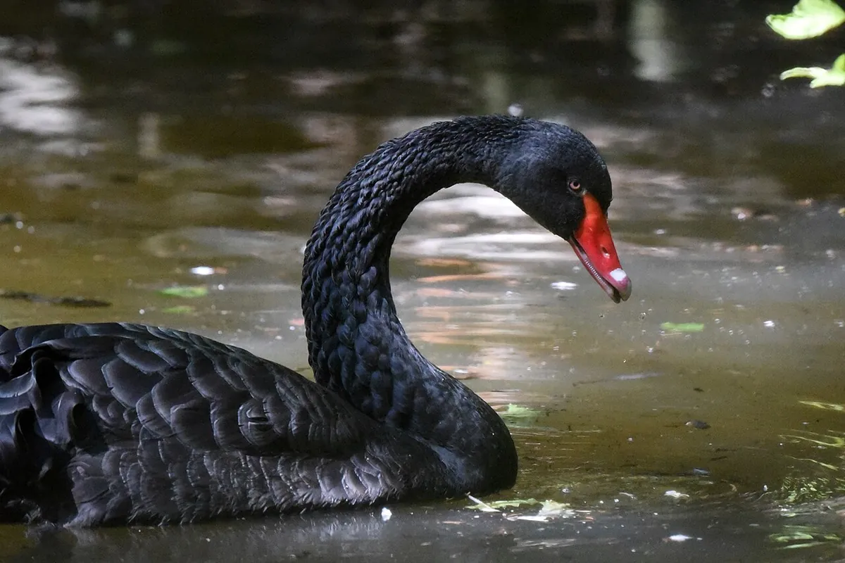 Zoo de Servion