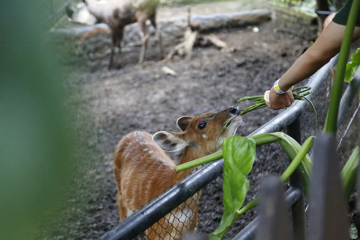 Batu Secret Zoo