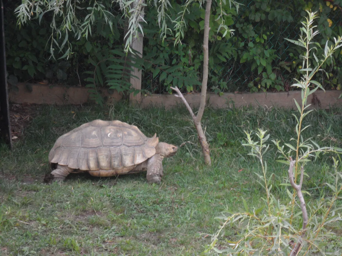 York's Wild Kingdom