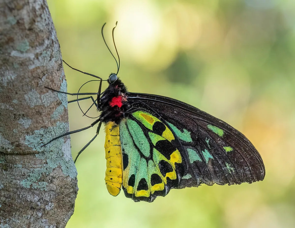 Butterfly World