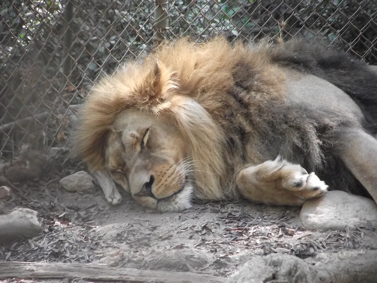 Zoológico de Quilpué
