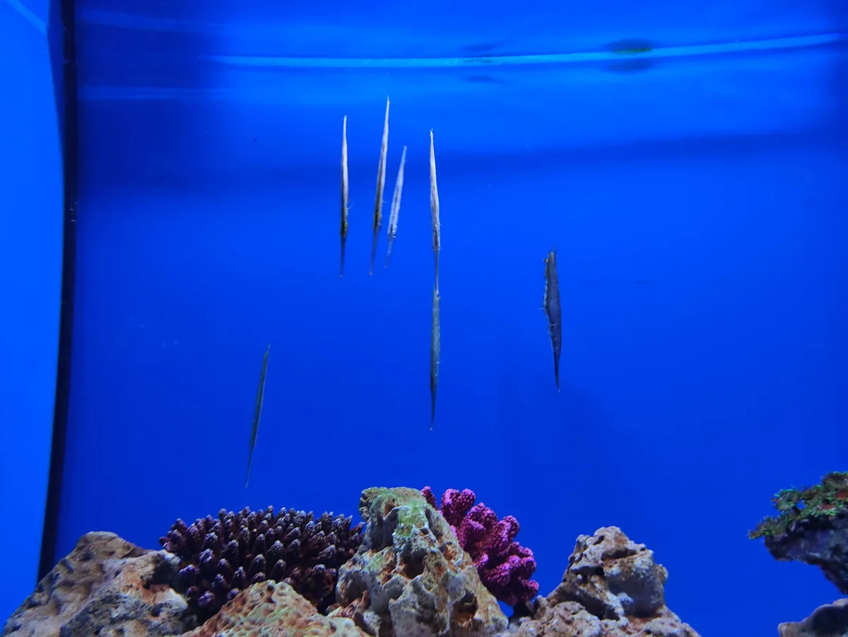 Israel aquarium