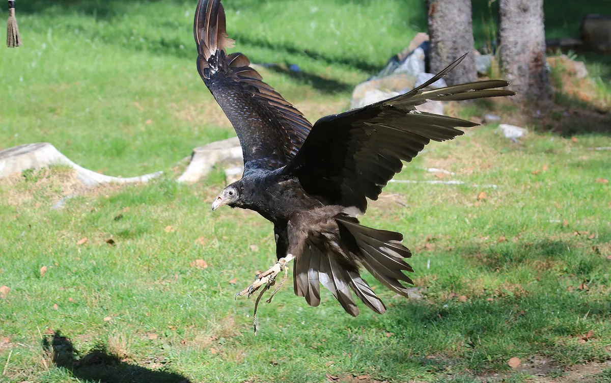 Parc Omega