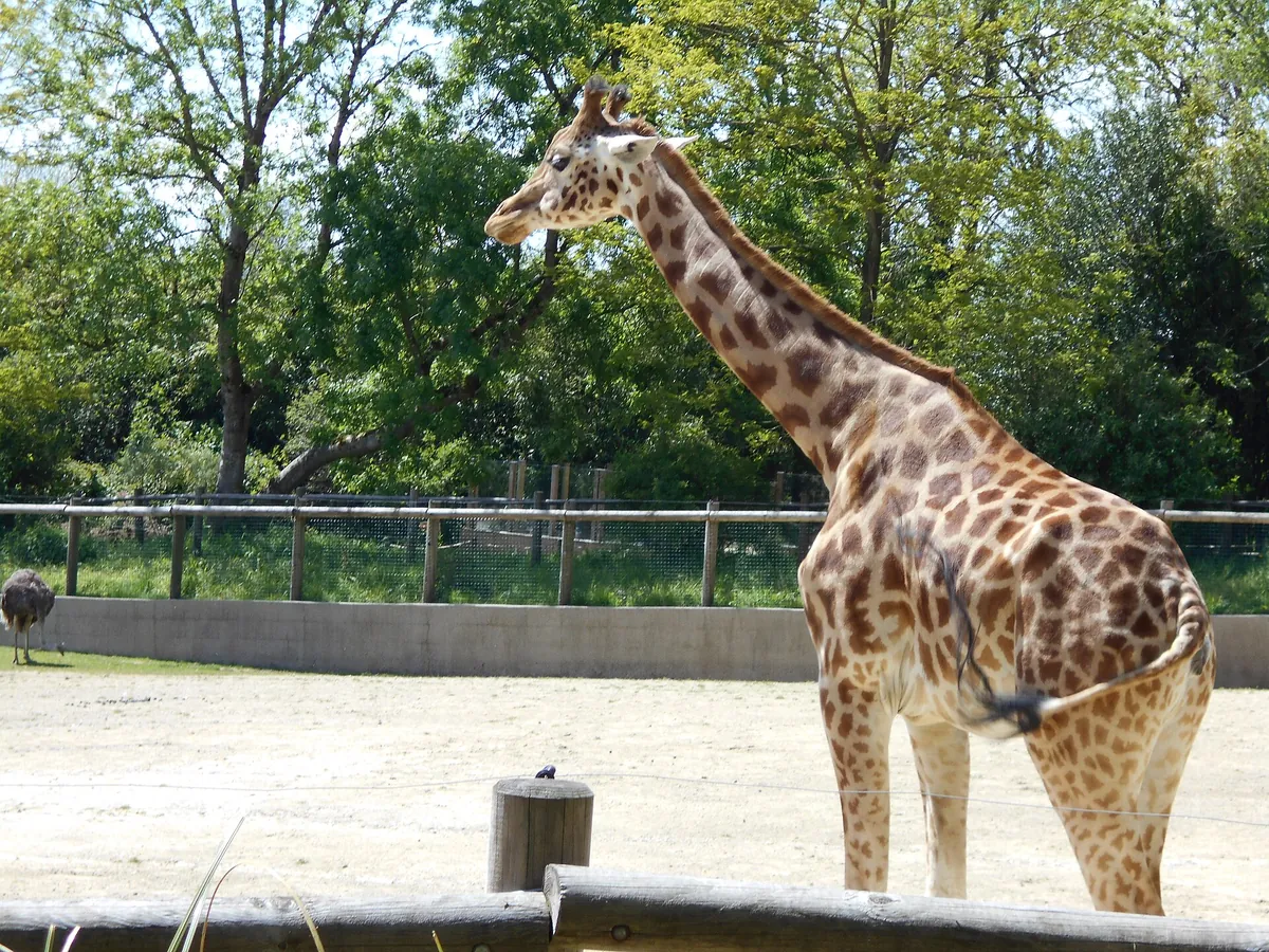 Parc zoologique de Champrepus