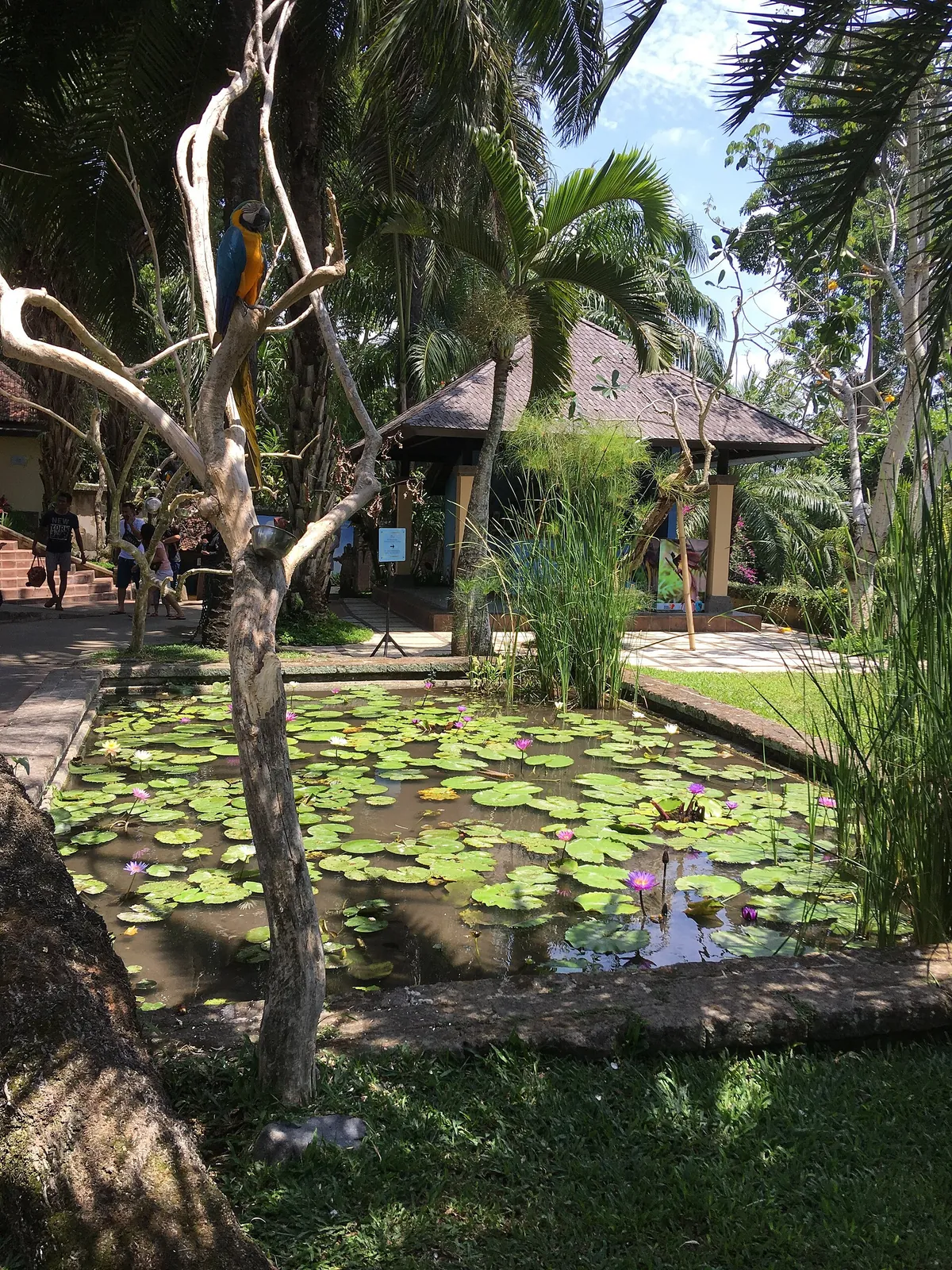 Bali Bird Park
