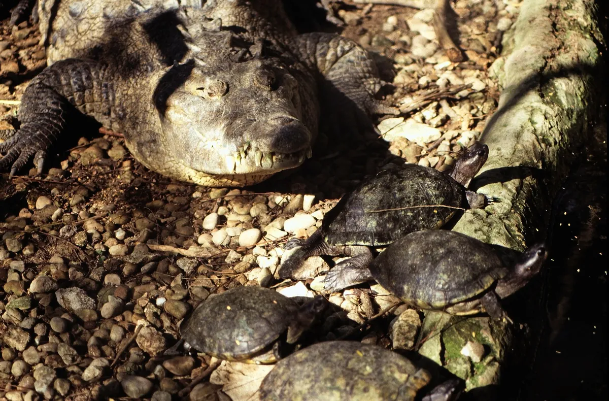 Ardastra Gardens, Zoo and Conservation Centre