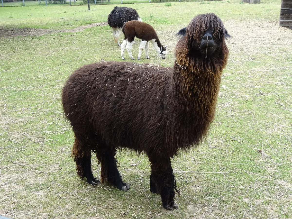 Tierpark Klosterwald