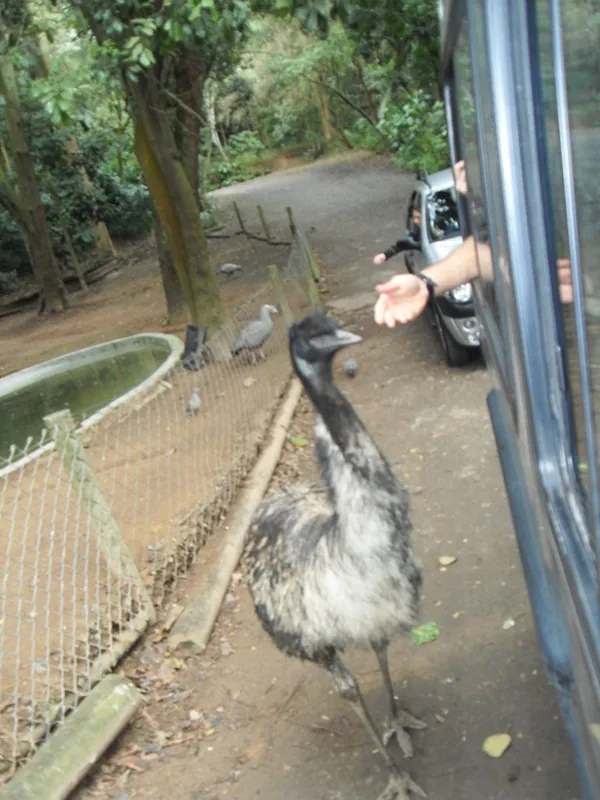 Zoo Safari