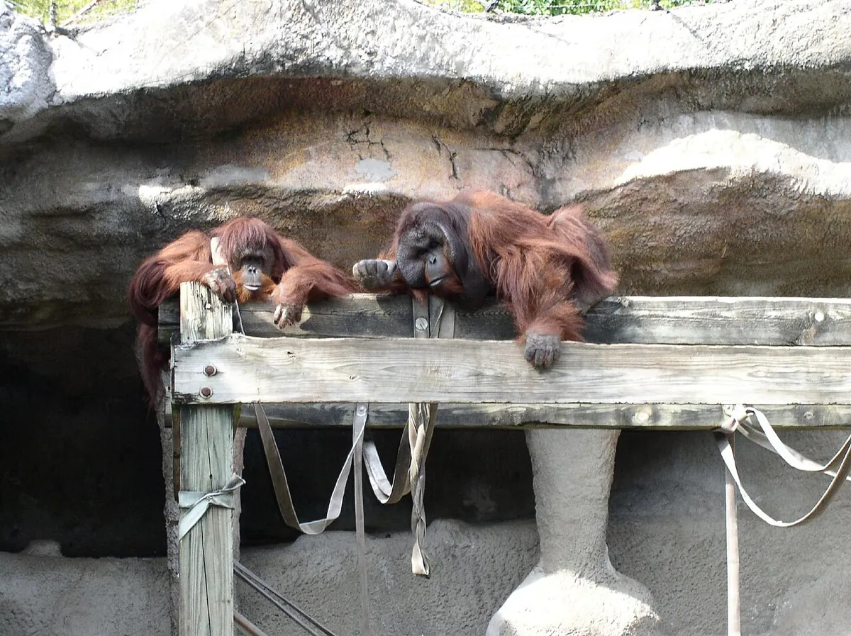 Jackson Zoo
