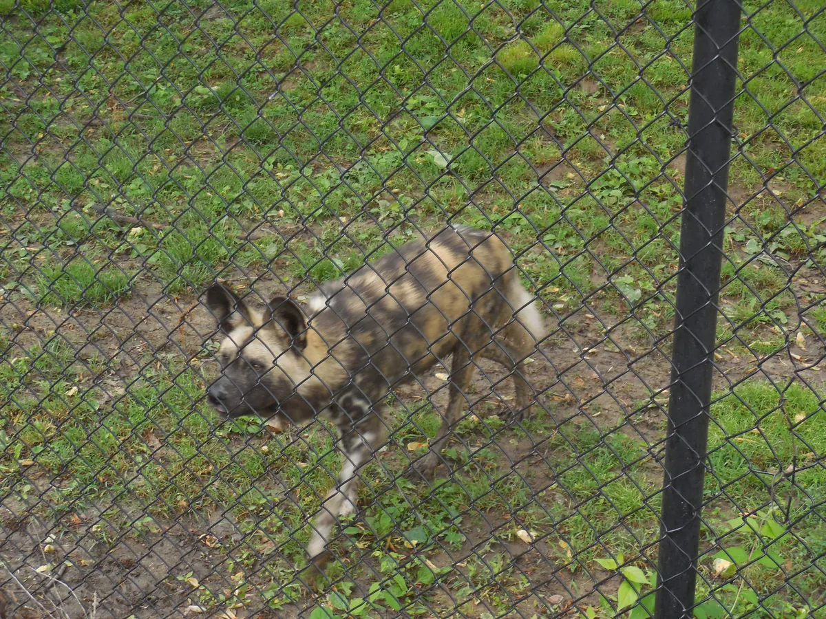 Henson Robinson Zoo